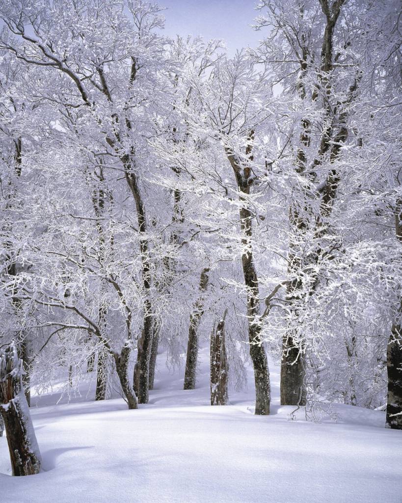 blogcold